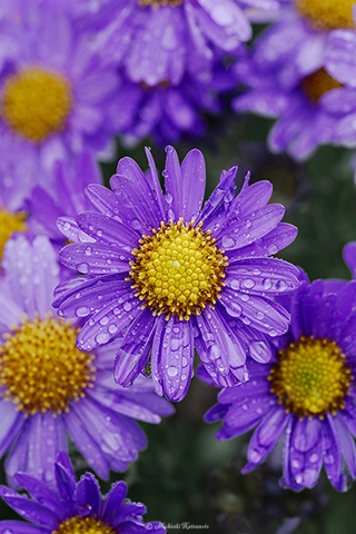 ヤマジノギク / DC-G9 M.ZUIKO DIGITAL ED 60mm F2.8 Macro - f5.6 1/125s ISO:320