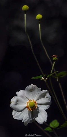 シュウメイギク / DC-G9 M.ZUIKO DIGITAL ED 40-150mm F2.8 PRO - f2.8 1/5000s ISO:100 100mm