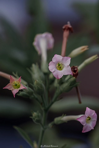 タバコ / DC-G9 M.ZUIKO DIGITAL ED 40-150mm F2.8 PRO - f4.0 1/1000s ISO:100 150mm