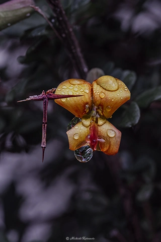 ムレスズメ / DC-G9 M.ZUIKO DIGITAL ED 60mm F2.8 Macro - f5.6 1/125s ISO:500