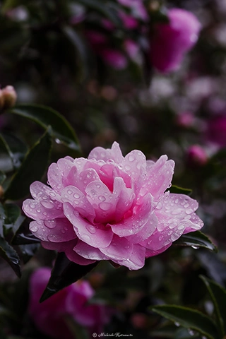 サザンカ / DC-G9 M.ZUIKO DIGITAL ED 60mm F2.8 Macro - f5.6 1/100s ISO:100