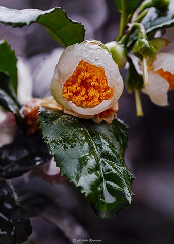 チャノキ / DC-G9 M.ZUIKO DIGITAL ED 60mm F2.8 Macro - f4.0 1/125s ISO:400
