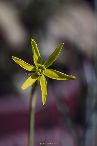 秋咲きスイセン / DC-G9 M.ZUIKO DIGITAL ED 60mm F2.8 Macro - f5.6 1/250s ISO:100