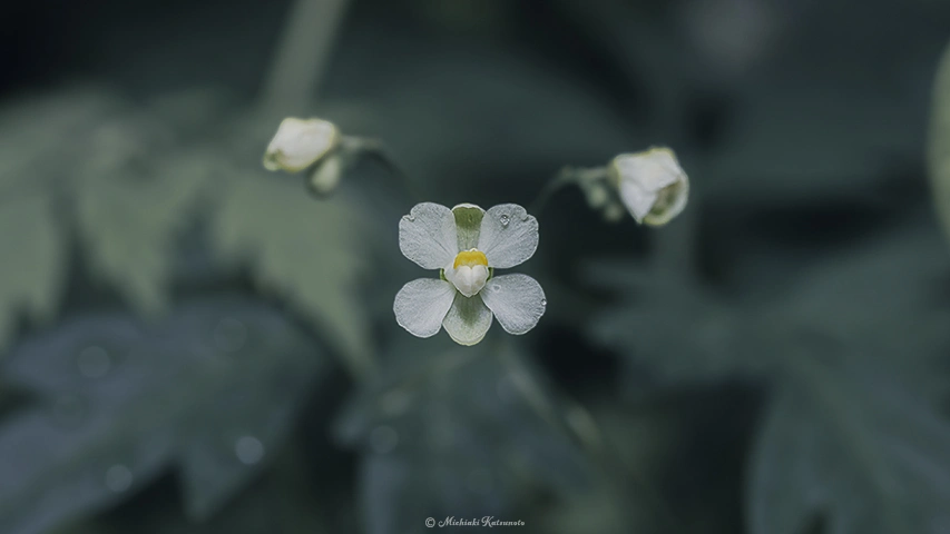 フウセンカズラ / DC-G9 M.ZUIKO DIGITAL ED 60mm F2.8 Macro - f4.0 1/125s ISO:100
