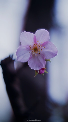 ジュウガツザクラ / DC-G9 NOKTON F0.95 25mm - f0.95 1/2500s ISO:100