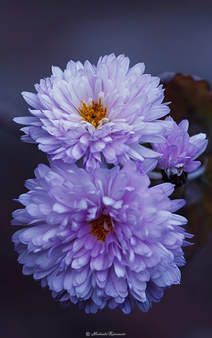 アスター / DC-G9 M.ZUIKO DIGITAL ED 40-150mm F2.8 PRO - f4.0 1/400s ISO:100 150mm
