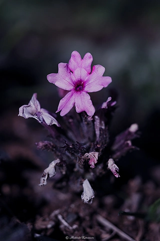 ビジョザクラ / DC-G9 M.ZUIKO DIGITAL ED 60mm F2.8 Macro - f2.8 1/1600s ISO:100