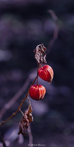 ホウズキ / DC-G9 M.ZUIKO DIGITAL ED 40-150mm F2.8 PRO - f2.8 1/1000s ISO:100 150mm
