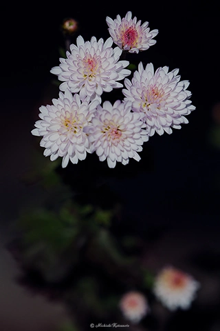 アスター / DC-G9 M.ZUIKO DIGITAL ED 40-150mm F2.8 PRO - f2.8 1/10000s ISO:100 150mm