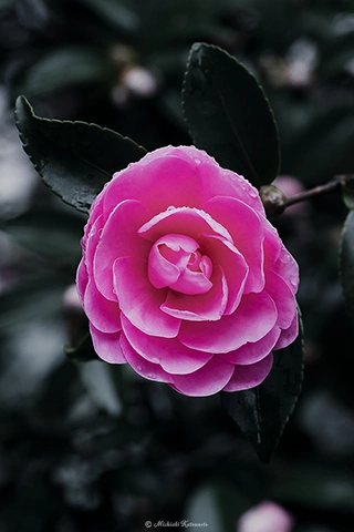 サザンカ / DC-G9 M.ZUIKO DIGITAL ED 60mm F2.8 Macro - f5.6 1/100s ISO:640