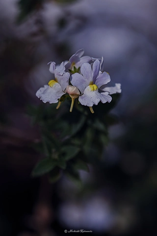 ネメシア / DC-G9 M.ZUIKO DIGITAL ED 40-150mm F2.8 PRO - f2.8 1/2000s ISO:100 150mm