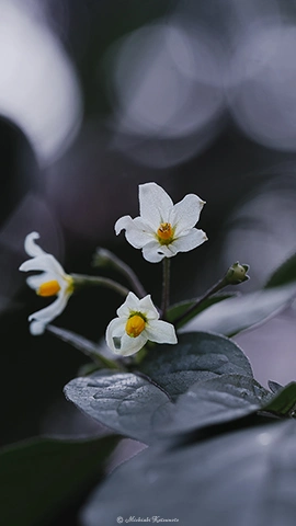イヌホオズキ / DC-G9 M.ZUIKO DIGITAL ED 60mm F2.8 Macro - f4.0 1/100s ISO:200