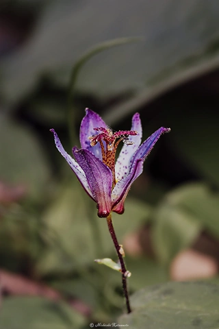 ホトトギス / DC-G9 M.ZUIKO DIGITAL ED 60mm F2.8 Macro - f5.6 1/100s ISO:100