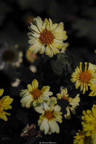 キク / DC-G9 M.ZUIKO DIGITAL ED 60mm F2.8 Macro - f2.8 1/2000s ISO:100