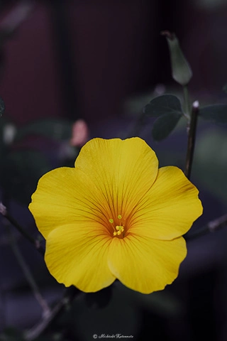 キバナアマ / DC-G9 M.ZUIKO DIGITAL ED 60mm F2.8 Macro - f4.0 1/200s ISO:500