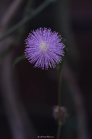 オジギソウ / DC-G9 M.ZUIKO DIGITAL ED 60mm F2.8 Macro - f4.0 1/100s ISO:400