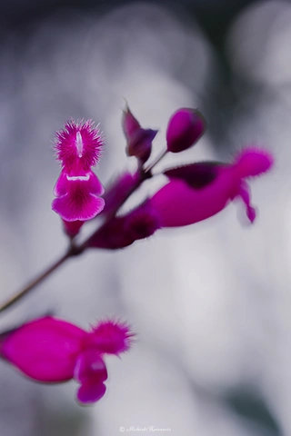 サルビア・インボルクラタ / DC-G9 M.ZUIKO DIGITAL ED 60mm F2.8 Macro - f4.0 1/125s ISO:640