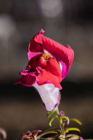 キンギョソウ / DC-G9 M.ZUIKO DIGITAL ED 60mm F2.8 Macro - f5.6 1/125s ISO:100