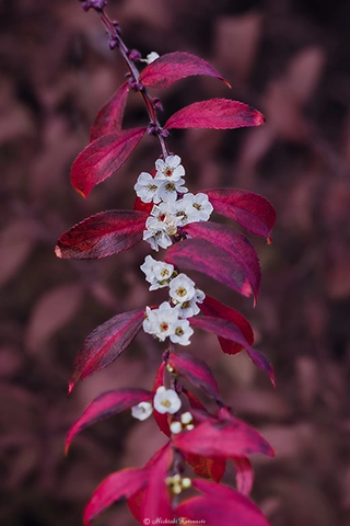 ユキヤナギ / DC-G9 M.ZUIKO DIGITAL ED 60mm F2.8 Macro - f5.6 1/400s ISO:100