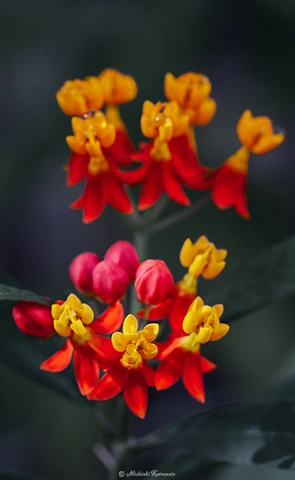 トウワタ / DC-G9 M.ZUIKO DIGITAL ED 60mm F2.8 Macro - f5.6 1/125s ISO:400
