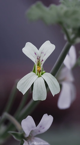 アップル・ゼラニウム / DC-G9 M.ZUIKO DIGITAL ED 60mm F2.8 Macro - f5.6 1/125s ISO:400