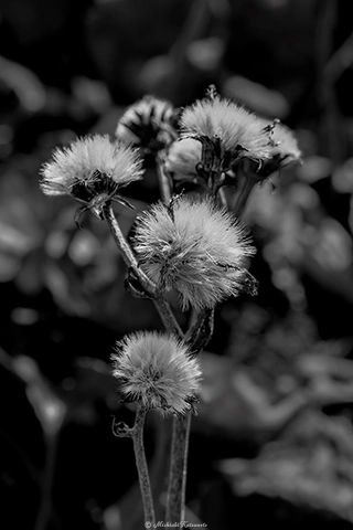 ツワブキ / DC-G9 M.ZUIKO DIGITAL ED 60mm F2.8 Macro - f5.6 1/400s ISO:125