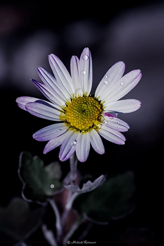 アカバナサツマノギク / DC-G9 M.ZUIKO DIGITAL ED 60mm F2.8 Macro - f5.6 1/200s ISO:100