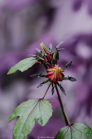 ローゼル / DC-G9 M.ZUIKO DIGITAL ED 60mm F2.8 Macro - f4.0 1/125s ISO:800