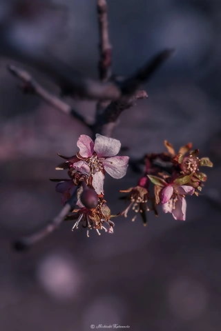ジュウガツザクラ / DC-GH5S LEICA DG Macro-EKMARIT 45mm F2.8 - f5.6 1/800s ISO:400