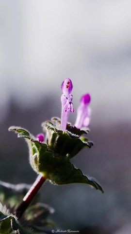 ホトケノザ / DC-G9 M.ZUIKO DIGITAL ED 60mm F2.8 Macro - f5.6 1/200s ISO:100
