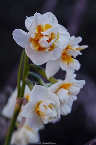 スイセン / DC-G9 M.ZUIKO DIGITAL ED 60mm F2.8 Macro - f5.6 1/60s ISO:100