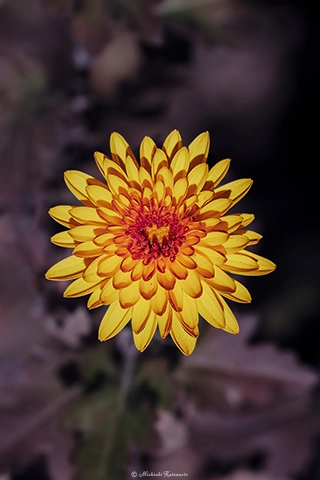 キク / DC-G9 M.ZUIKO DIGITAL ED 60mm F2.8 Macro - f5.6 1/800s ISO:100