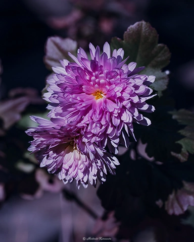 キク / DC-G9 M.ZUIKO DIGITAL ED 60mm F2.8 Macro - f5.6 1/640s ISO:100