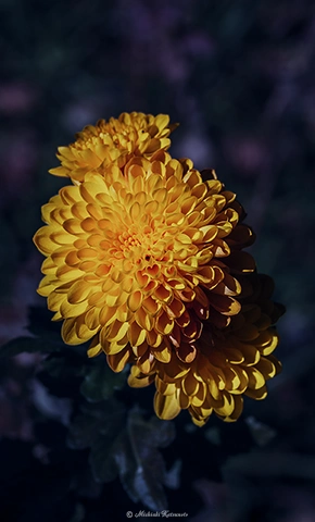 キク / DC-G9 M.ZUIKO DIGITAL ED 60mm F2.8 Macro - f5.6 1/2000s ISO:100