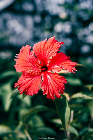 ハイビスカス / DC-G9 M.ZUIKO DIGITAL ED 60mm F2.8 Macro - f5.6 1/100s ISO:100