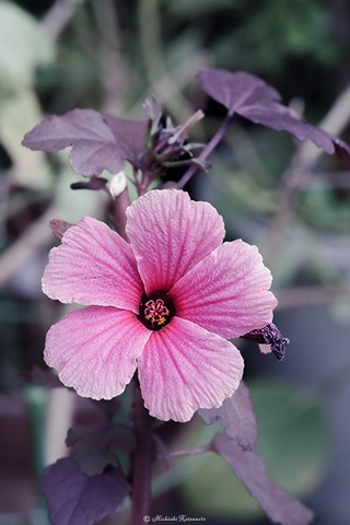 ローゼル / DC-G9 M.ZUIKO DIGITAL ED 60mm F2.8 Macro - f5.6 1/125s ISO:640