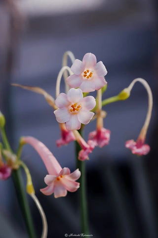 キルタンサス / DC-G9 M.ZUIKO DIGITAL ED 60mm F2.8 Macro - f5.6 1/125s ISO:320