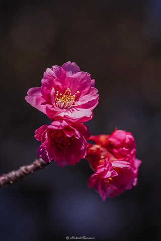 サクラ / DC-G9 M.ZUIKO DIGITAL ED 60mm F2.8 Macro - f5.6 1/500s ISO:320