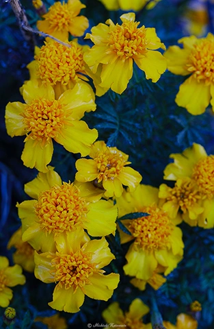 マリーゴールド / DC-G9 M.ZUIKO DIGITAL ED 60mm F2.8 Macro - f4.0 1/50s ISO:100