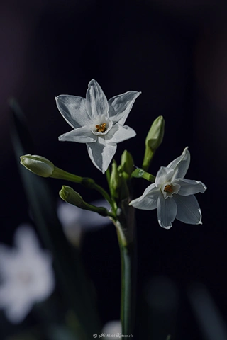 スイセン / DC-G9 M.ZUIKO DIGITAL ED 60mm F2.8 Macro - f4.0 1/3200s ISO:100