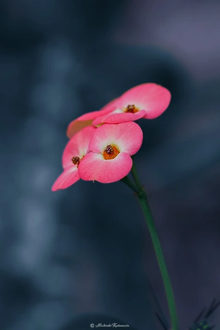 ハナキリン / DC-G9 M.ZUIKO DIGITAL ED 40-150mm F2.8 PRO - f4.0 1/125s ISO:100 150mm