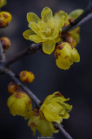 ソシンロウバイ / DC-G9 M.ZUIKO DIGITAL ED 40-150mm F2.8 PRO - f5.6 1/500s ISO:100 150mm
