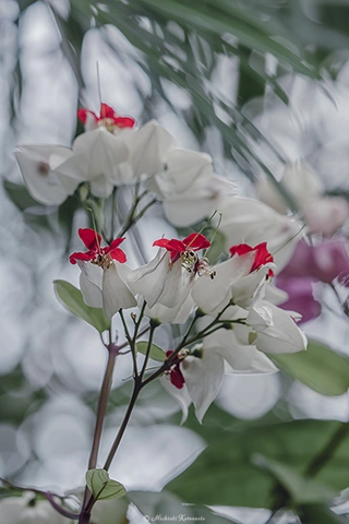 ゲンペイクサギ / DC-G9 M.ZUIKO DIGITAL ED 40-150mm F2.8 PRO - f4.0 1/200s ISO:250 100mm