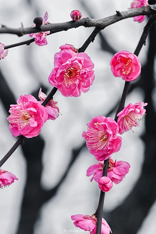 ウメ / DC-G9 M.ZUIKO DIGITAL ED 60mm F2.8 Macro - f5.6 1/160s ISO:100