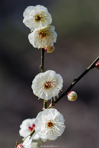 ウメ / DC-G9 M.ZUIKO DIGITAL ED 40-150mm F2.8 PRO - f4.0 1/640s ISO:100 150mm