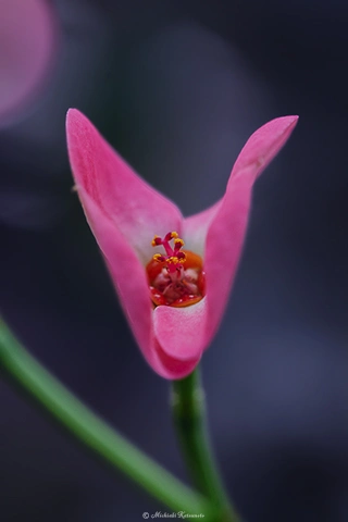 ハナキリン / DC-G9 M.ZUIKO DIGITAL ED 60mm F2.8 Macro - f5.6 1/125s ISO:320