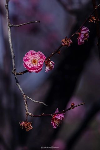 ウメ / DC-G9 M.ZUIKO DIGITAL ED 40-150mm F2.8 PRO - f5.6 1/640s ISO:100 150mm