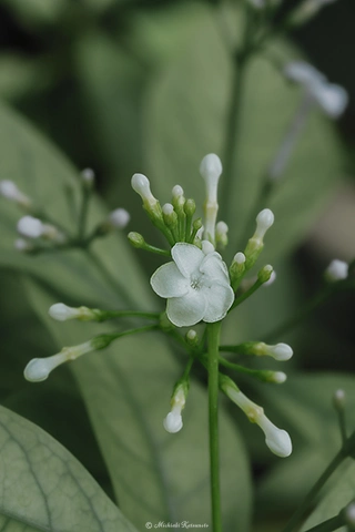 ホウライアアオキ / DC-G9 M.ZUIKO DIGITAL ED 60mm F2.8 Macro - f5.6 1/100s ISO:100