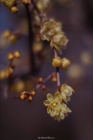 ソシンロウバイ / DC-G9 SLR Magic HyperPrime F0.95 50mm - f0.95 1/2500s ISO:100