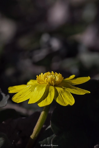 ヒメリュウキンカ / DC-G9 M.ZUIKO DIGITAL ED 60mm F2.8 Macro - f5.6 1/640s ISO:100